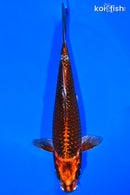 7.5" BENI GINGA