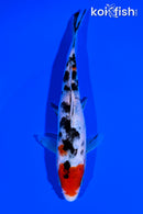 6" MARUTEN SANKE