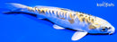 5.5" KIN KIKOKURYU