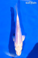 5" DOITSU PLATINUM OGON