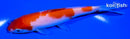 5.75" KOHAKU