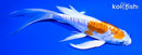 6.75" KIKUSUI BUTTERFLY
