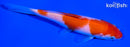 5.75" KOHAKU