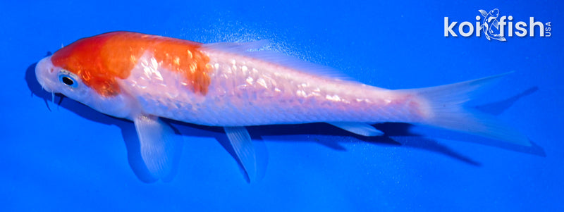 5" GINRIN KOHAKU