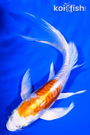 6.75" KIKUSUI BUTTERFLY