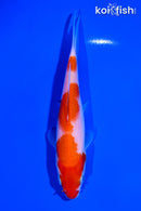 5.75" KOHAKU