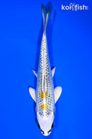 6.5" KUJAKU