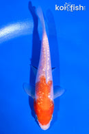 5" GINRIN KOHAKU