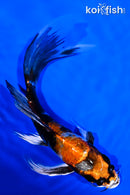 7" KIN SHOWA BUTTERFLY