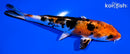 5.5" YAMATO NISHIKI