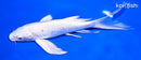7" PLATINUM OGON BUTTERFLY