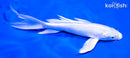 7" PLATINUM OGON BUTTERFLY