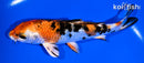 5.5" YAMATO NISHIKI