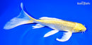 8" GINRIN YAMABUKI OGON BUTTERFLY