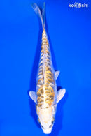 5.5" KIN KIKOKURYU