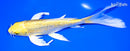 8" GINRIN YAMABUKI OGON BUTTERFLY