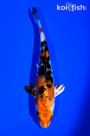 5.5" YAMATO NISHIKI