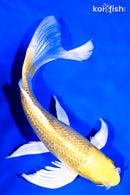 8" GINRIN YAMABUKI OGON BUTTERFLY
