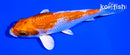 5" GINRIN HARIWAKE