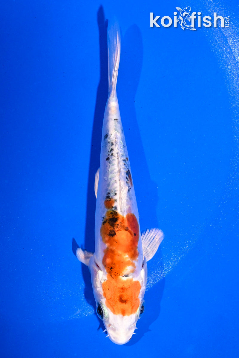 5" HEISEI NISHIKI