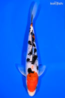 7" SANKE