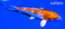 5" GINRIN HARIWAKE