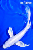 7" PLATINUM OGON BUTTERFLY
