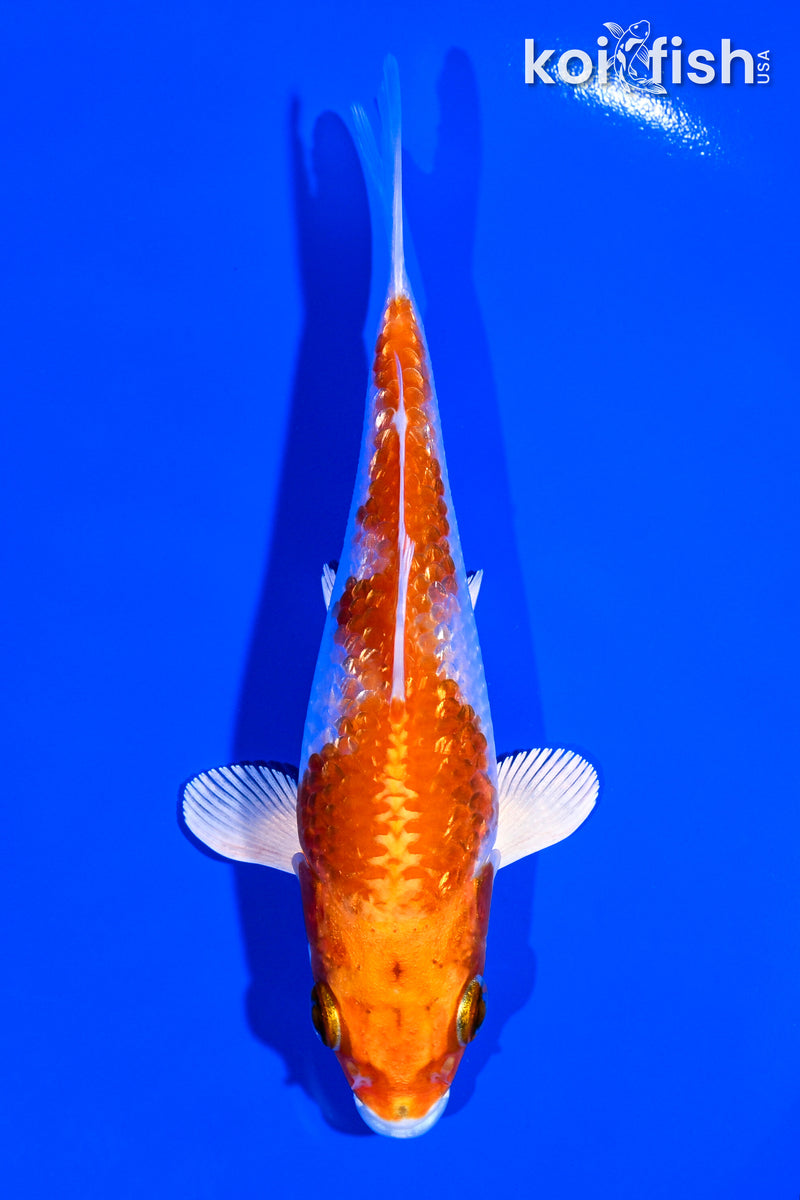 Orange Koi Fish For Sale – Page 4