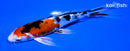 7" YAMATO NISHIKI BUTTERFLY