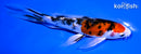 7" YAMATO NISHIKI BUTTERFLY