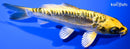 5.75" KIN KIKOKURYU
