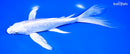9.25" GINRIN PLATINUM OGON BUTTERFLY