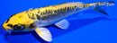 5.75" KIN KIKOKURYU