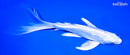 9.25" GINRIN PLATINUM OGON BUTTERFLY