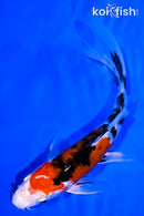 7" YAMATO NISHIKI BUTTERFLY