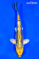 5.75" KIN KIKOKURYU