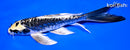 7.5" KIN KIKOKURYU BUTTERFLY