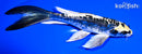 7.5" KIN KIKOKURYU BUTTERFLY
