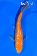 5" GINRIN OCHIBA SHIGURE