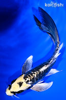 7.5" KIN KIKOKURYU BUTTERFLY