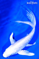 9.25" GINRIN PLATINUM OGON BUTTERFLY