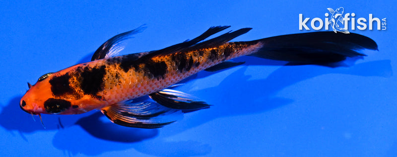 5.5" ORENJI BEKKO BUTTERFLY