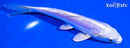 6" DOITSU PLATINUM OGON