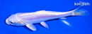 6" DOITSU PLATINUM OGON