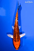 5.5" BENI KIKOKURYU