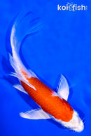 7" HARIWAKE BUTTERFLY