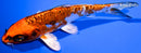 5.5" BENI KIKOKURYU