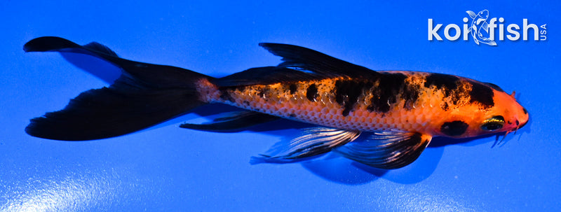 5.5" ORENJI BEKKO BUTTERFLY