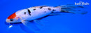 7.5" TANCHO SANKE BUTTERFLY