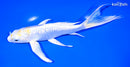 8" GINRIN LEMON HARIWAKE BUTTERFLY